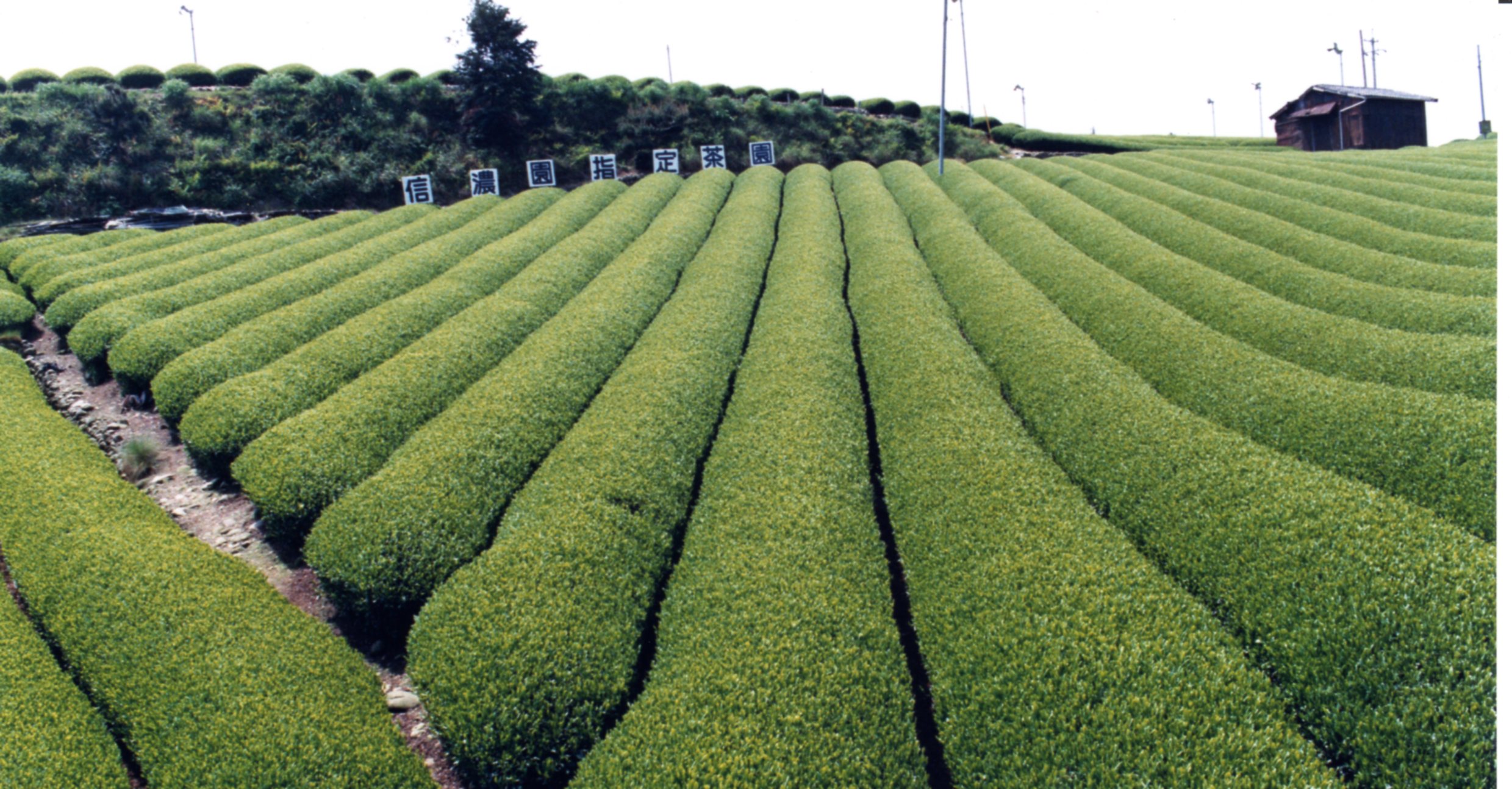 信濃園指定茶園